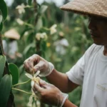 A premium supplier and exporter of Indonesian vanilla beans and vanilla powder, crafted for global culinary, beverage, and fragrance industries.